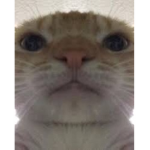 Derpie Cat Squad