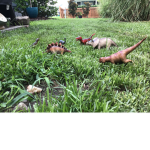 The Dino war