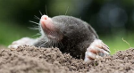 MOLES CULT