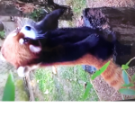 The Red Panda Outlet