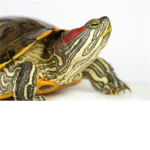 The turtle group!