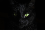 Black catzz