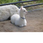 Lama Fever