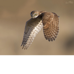 TheLegendaryOwls