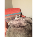 Chub chub cat