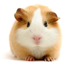 Non-guinea pig eaters!