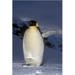 Penguin boy fan group.