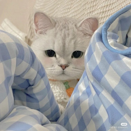 ˚୨୧⋆