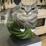 WHATAMELON