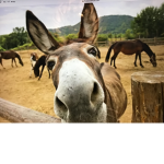 ThE dOnKeY aRmY rEmEmBeR wE aRe DoNkEy,S