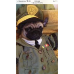 Puppy forevers
