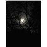 Moonlight group ;D
