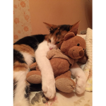 Teddy Haven