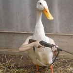 TheDuckyGroups