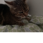 Monk cat