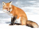 Team Red Fox