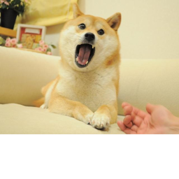 Doge hangout