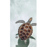 TurtleTPlayz