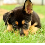 The Best Puppies
