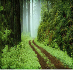 woods act π
