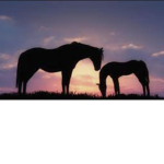 Sunny Side Stables Riding Academy