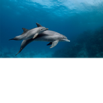 Dolphin KING