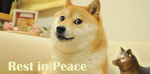We missed you doge