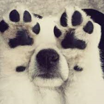 DogoGroup:<