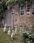 Geese Clan