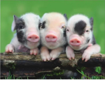 The little baby pigs club