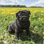 Pugs fan group!