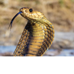 cobra squad =)