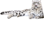 Rise of The Snowleopard!!! GEK!!! :V