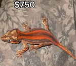 40% thing for kryaak