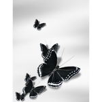 .black butterfly’s.