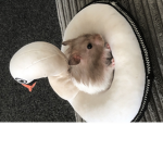 8 love hamsters