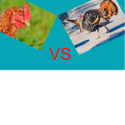 Chickens VS Turkeys