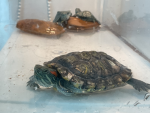 coolturtle123epic