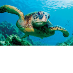 Sea turtle group