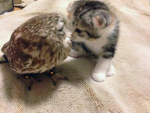 .: Owl Army :.