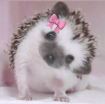The Hedgehog dudes