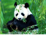 Teh Panda_Squad