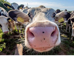 Cow Squad >:-D