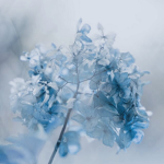 Aesthetic Happy Blue