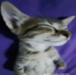 ぶれいこう