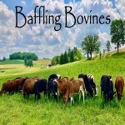 Baffling Bovines