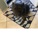 Dog ;)
