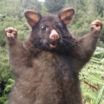 RAT!GANG
