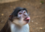 FunkyMonkey Fan Club