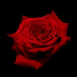 .The Rose Family.